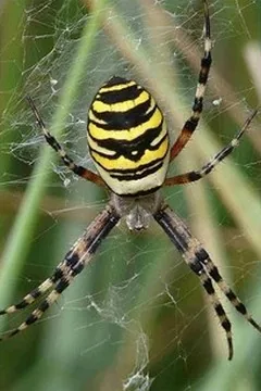 Portrait : Araignées