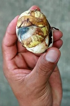 Portrait : Balut