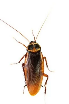 Portrait : Blatte