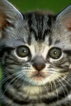 Portrait : Chat